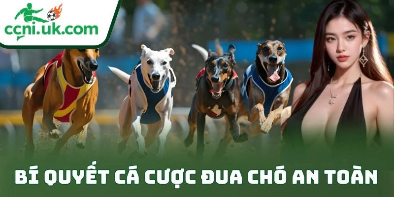 Bí Quyết Cá Cược Đua Chó An Toàn